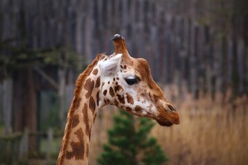 Side view of northern Giraffe (Giraffa camelopardalis) - 775082679