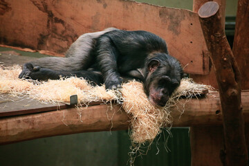 Chimpanzee lying sadly and bored on a heap of straw
