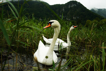 swan on the lake