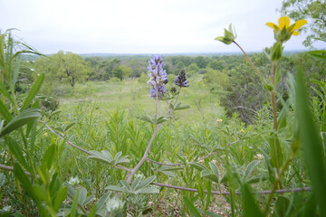 Largebract indian breadroot in Texas spring season landscape