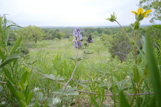 Fototapeta Largebract indian breadroot in Texas spring season landscape