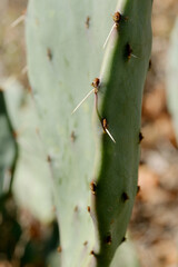 Prickly pear cactus detail of green plant closeup in Texas landscape
