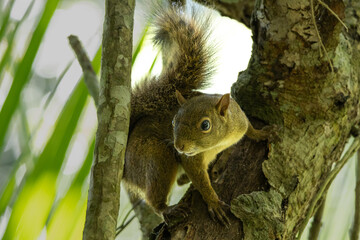 squirrel on tree