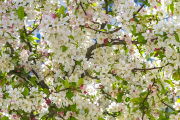 Cherry tree with blossom flowers in april, springtime - 775086235