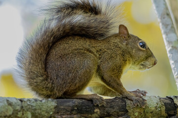 squirrel eating nut