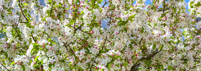 Cherry tree with blossom flowers in april, springtime - 775086270