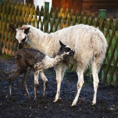 Llama (Lama glama) mother and baby grooming - 775088225