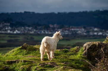 Obraz premium Walking around the Great Orme, Llandudno North wales