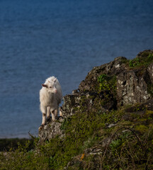 Walking around the Great Orme, Llandudno North wales