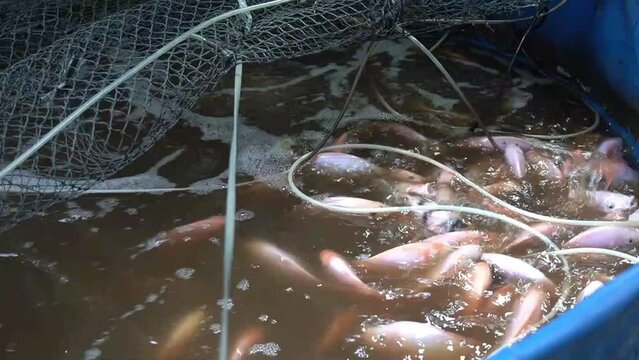 Tilapia Enlargement with Biofloc System. ikan nila