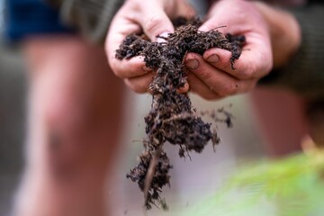 regenerative organic farmer, taking soil samples and looking at plant growth in a farm. practicing sustainable agriculture in a field