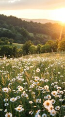 A stunning daisy-filled meadow is illuminated by the warm, golden light of the setting sun, casting a serene and tranquil atmosphere across the peaceful landscape.