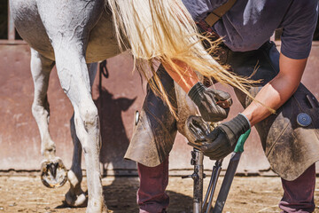 The farrier trims and rasps off the excess hoof wall from the horse's hoof to shorten it. White horse. Sunny day.