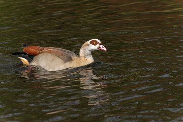 Portrait of an adult male Nile or Egyptian goose (Alopochen aegyptiaca) swimming on a lake - 775096655