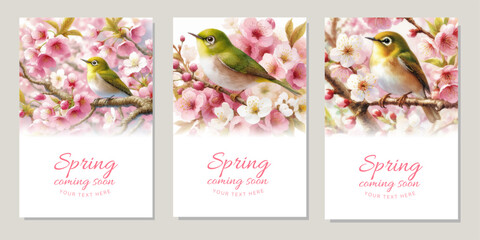 Watercolor illustration background of cherry blossoms in full bloom and warbling white-eye