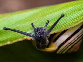 Big snail in shell crawling on road. Helix pomatia also Roman snail, Burgundy snail, edible snail or escargot. Close-up of a snail on a leaf, soft focus of Achatina snail