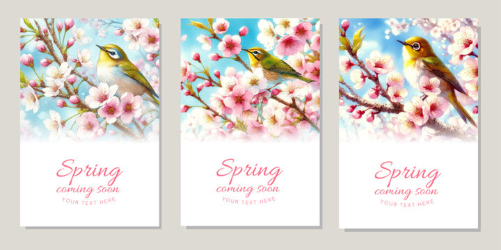 Watercolor illustration background of cherry blossoms in full bloom and warbling white-eye