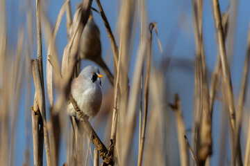 Berded tit in the reeds