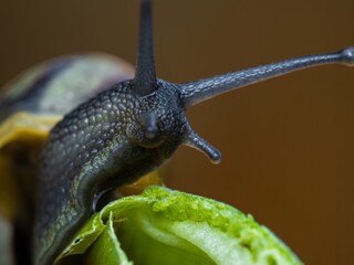 Big snail in shell crawling on road. Helix pomatia also Roman snail, Burgundy snail, edible snail or escargot. Close-up of a snail on a leaf, soft focus of Achatina snail