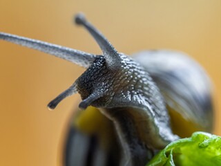Big snail in shell crawling on road. Helix pomatia also Roman snail, Burgundy snail, edible snail or escargot. Close-up of a snail on a leaf, soft focus of Achatina snail