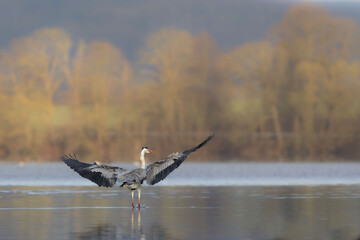 Grey Heron on a hunt