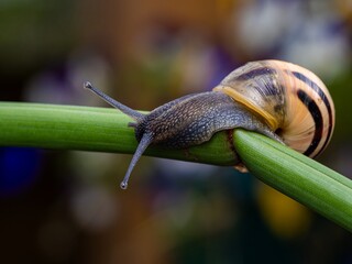 Big snail in shell crawling on road. Helix pomatia also Roman snail, Burgundy snail, edible snail or escargot. Close-up of a snail on a leaf, soft focus of Achatina snail
