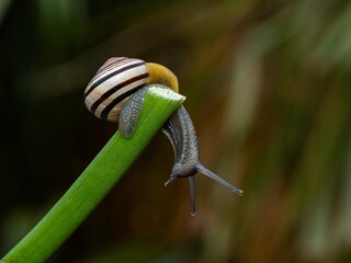 Big snail in shell crawling on road. Helix pomatia also Roman snail, Burgundy snail, edible snail or escargot. Close-up of a snail on a leaf, soft focus of Achatina snail