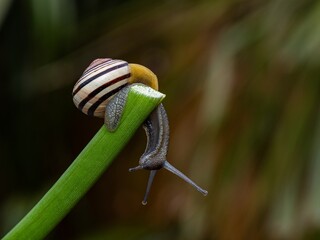 Big snail in shell crawling on road. Helix pomatia also Roman snail, Burgundy snail, edible snail or escargot. Close-up of a snail on a leaf, soft focus of Achatina snail
