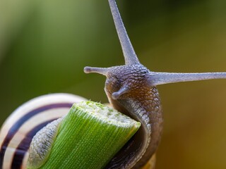 Big snail in shell crawling on road. Helix pomatia also Roman snail, Burgundy snail, edible snail or escargot. Close-up of a snail on a leaf, soft focus of Achatina snail
