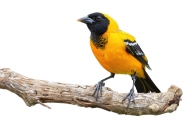 Oriole's Wooden Haven: A Branching Narrative isolated on transparent Background