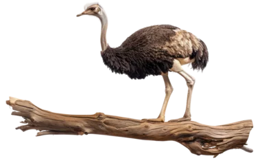 Zelfklevend Fotobehang Avian Relaxation: Ostrich and Wooden Bough isolated on transparent Background © aneeb
