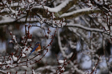 This beautiful bluebird sat perched in the branches of the tree. His bright blue colors standing...