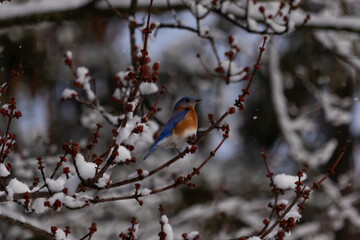 This beautiful bluebird sat perched in the branches of the tree. His bright blue colors standing out from the snow that is clinging to the limbs. The orange rusty belly with a cute little white patch.