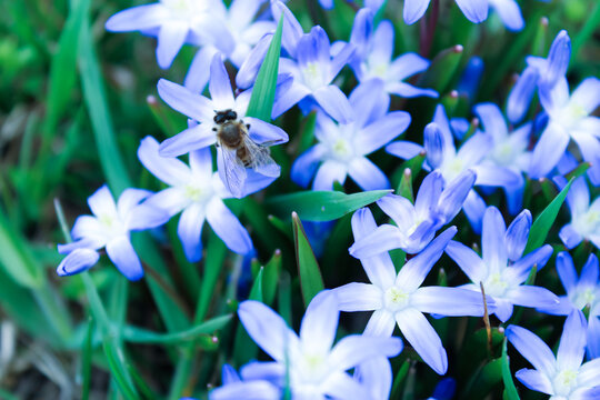 Chionodoxa Forbesii blue. Stock photo of blue spring flowers with a bee.