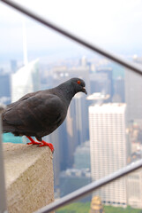 pigeon on the roof