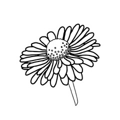 Gänseblümchen - Stilisierte Geburtsblume als Linienzeichnung in weißem Kreis auf transparentem Untergrund für die verwendung als Label oder Button