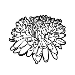 Chrysantheme - Stilisierte Geburtsblume als Linienzeichnung in weißem Kreis auf transparentem Untergrund für die verwendung als Label oder Button