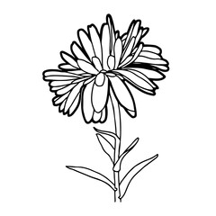 Ringelblume - Stilisierte Geburtsblume als Linienzeichnung in weißem Kreis auf transparentem Untergrund für die verwendung als Label oder Button