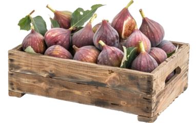 Plump Round Cabbage, Verdant and Sizeable isolated on transparent Background