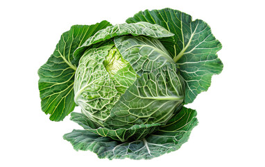 Obraz premium Mature Green Cabbage, Rounded and Robust isolated on transparent Background