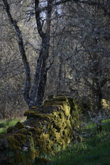 Sierra de la Culebra (Villardeciervos)