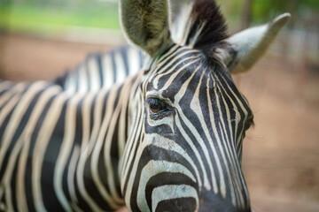 A zebra horse (side head) with arid land environment background. Animal wildlife portrait photo,...