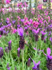 Obraz premium field of lavender