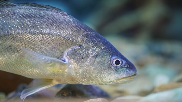 Boesemania croaker fish with silver skin, a local river fish in Thailand (In Thai is called horse fish). Fish underwater with eye focus.