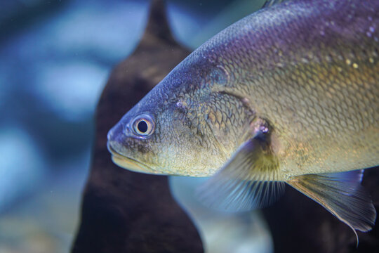 Boesemania croaker fish with silver skin, a local river fish in Thailand (In Thai is called horse fish). Fish underwater with eye focus.