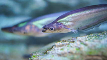 Group of Phalacronotus or sheatfish underwater, one of Thai famous local freshwater fish that using...
