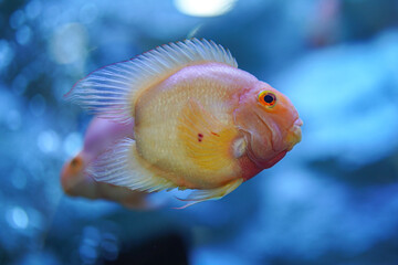 A cute red goldfish in underwater. Animal portrait, photo contained noisy due to low light condition.