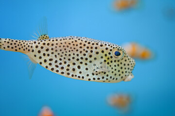 A cute puffer fish or globefish is swimming underwater. Fish portrait photo, close-up and selective...