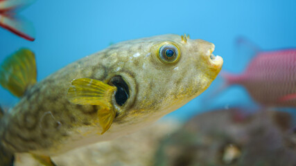 A cute puffer fish or globefish is swimming underwater. Fish portrait photo, close-up and selective...