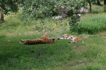 Deux tigres de Sibérie (Panthera tigris altaica) allongés dans la verdure